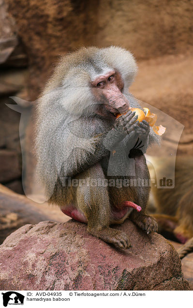 Mantelpavian / hamadryas baboon / AVD-04935