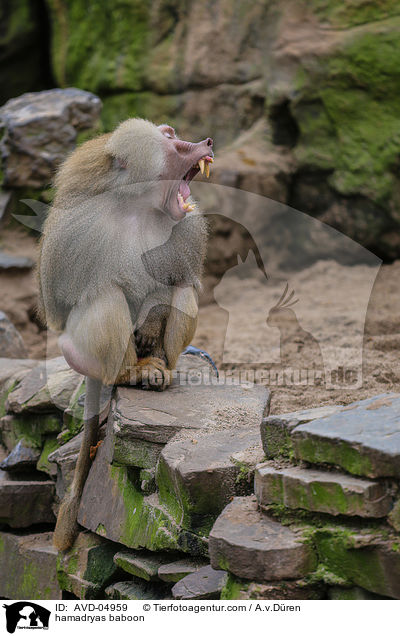 Mantelpavian / hamadryas baboon / AVD-04959