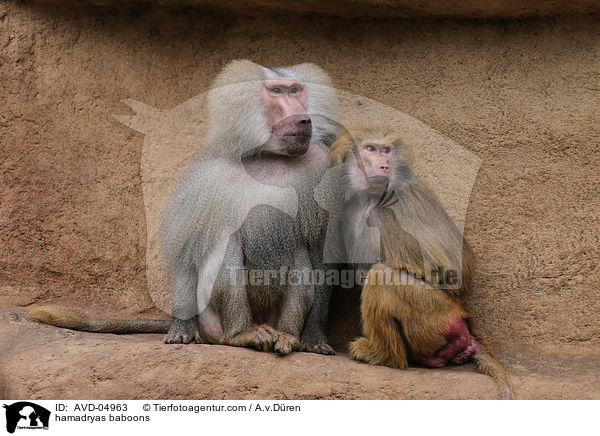 Mantelpaviane / hamadryas baboons / AVD-04963