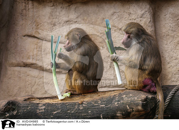 Mantelpaviane / hamadryas baboons / AVD-04985