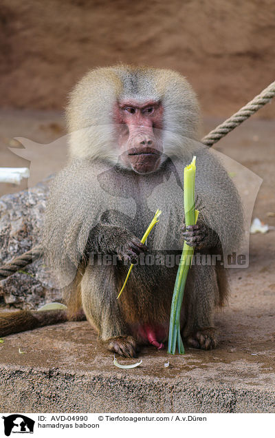 Mantelpavian / hamadryas baboon / AVD-04990