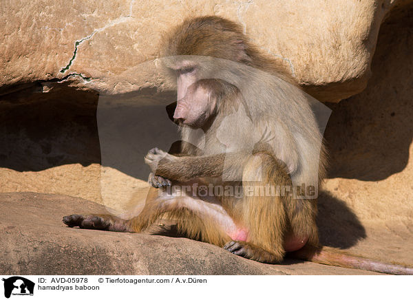 hamadryas baboon / AVD-05978