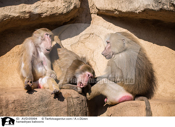 Mantelpaviane / hamadryas baboons / AVD-05994
