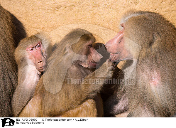 Mantelpaviane / hamadryas baboons / AVD-06000