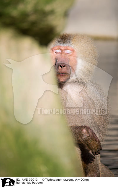 Mantelpavian / hamadryas baboon / AVD-06013