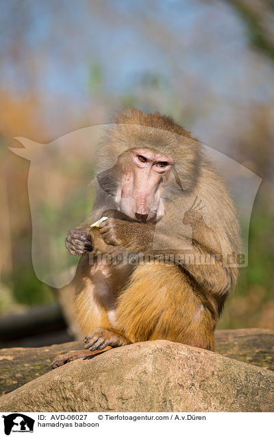 hamadryas baboon / AVD-06027