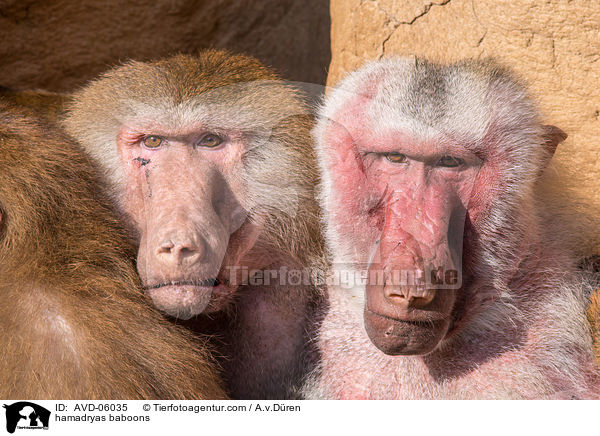 hamadryas baboons / AVD-06035