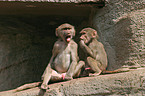 baboon