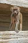 baboon