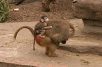 baboons