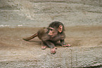 baboon