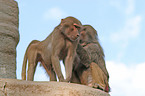 baboon