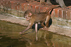 hamadryas baboon