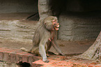 baboon