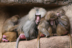 hamadryas baboons