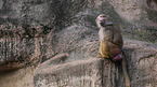 hamadryas baboon