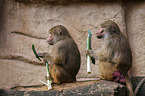 hamadryas baboons