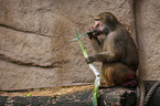 hamadryas baboon