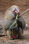 hamadryas baboon