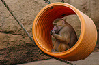 hamadryas baboon