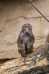 hamadryas baboon