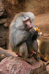 hamadryas baboon