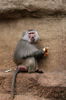 hamadryas baboon