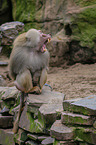 hamadryas baboon