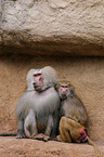 hamadryas baboons