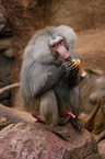 hamadryas baboon