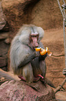 hamadryas baboon