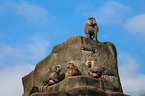 hamadryas baboons