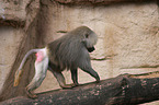 hamadryas baboon