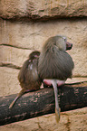 hamadryas baboons