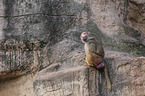 hamadryas baboon
