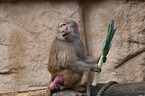 hamadryas baboon