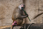 hamadryas baboon