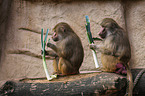 hamadryas baboons