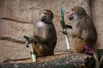 hamadryas baboons