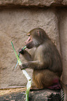 hamadryas baboon