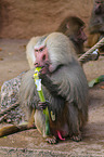 hamadryas baboon