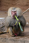 hamadryas baboon