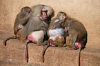 hamadryas baboons