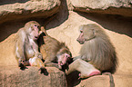 hamadryas baboons