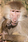 hamadryas baboon