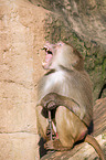 hamadryas baboon