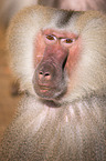 hamadryas baboon