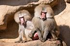 hamadryas baboons