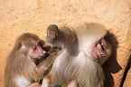 hamadryas baboons