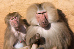 hamadryas baboons